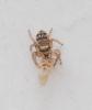 Evarcha sp.
